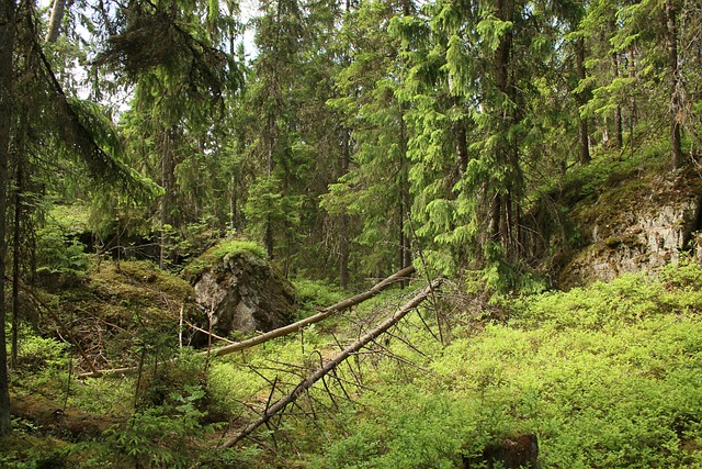 Suomalainen havumetsä ja sille tyypillistä peitekasvillisuutta.